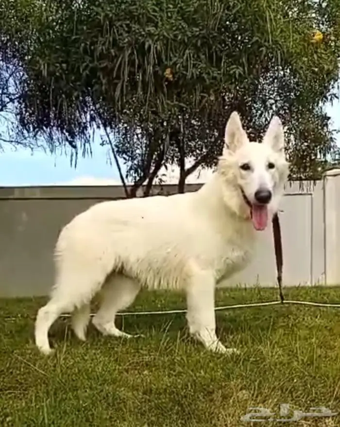 جيرمن شيبرد 2