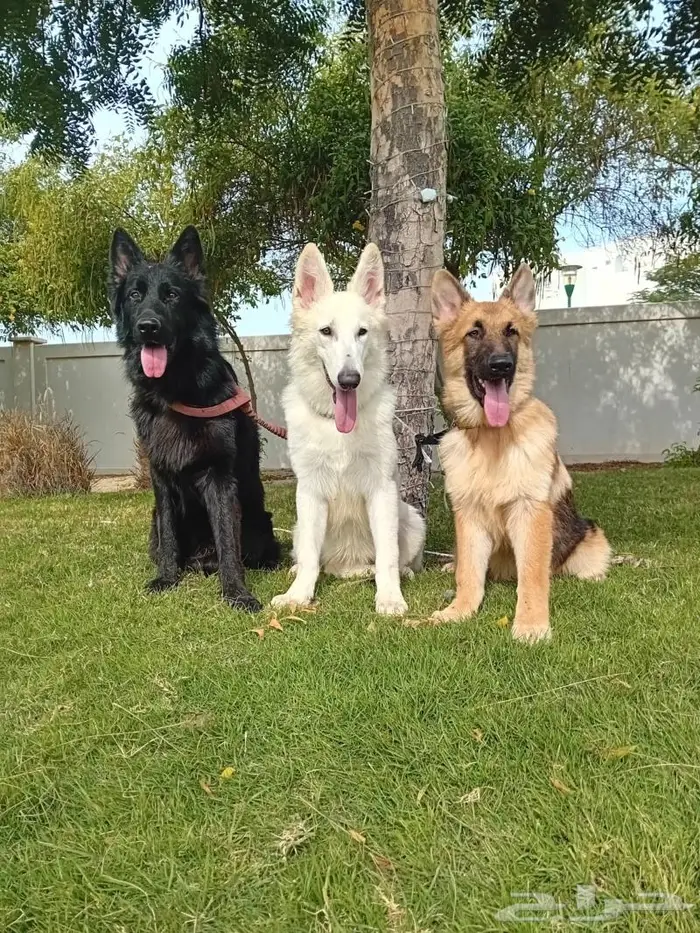 جيرمن شيبرد 0