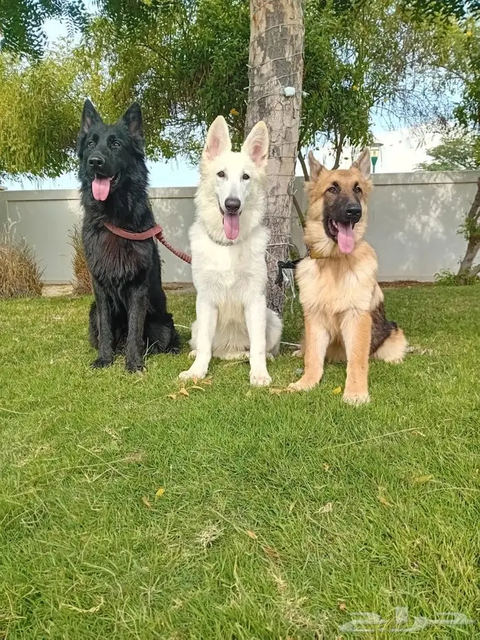 جيرمن شيبرد 1