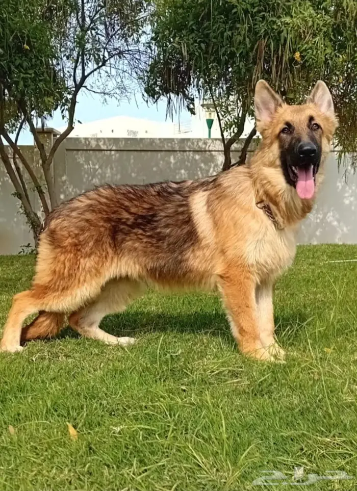 جيرمن شيبرد 4