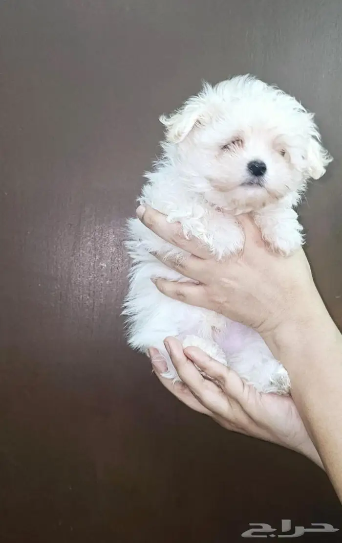 Small breeds toy size puppy available for sale 13
