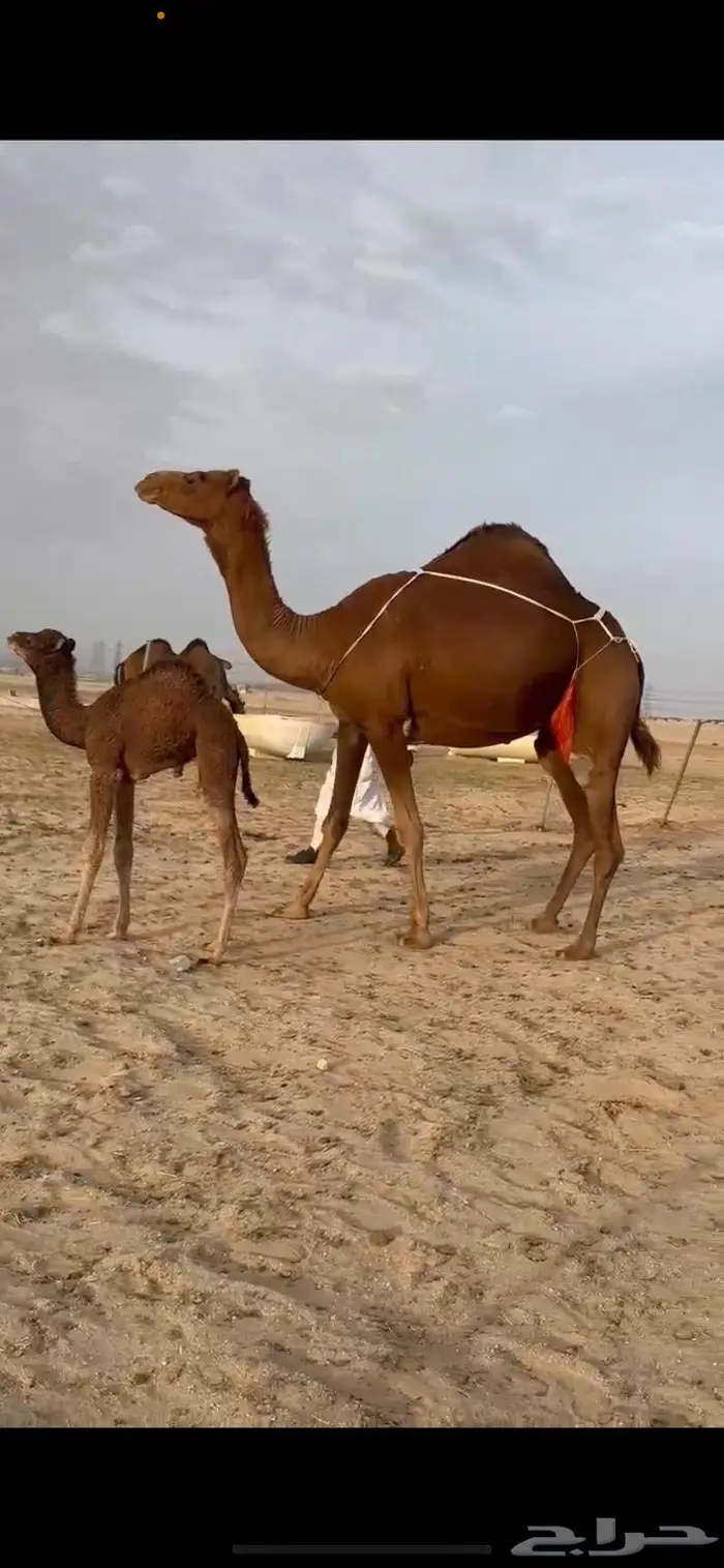 خلفه حمرا بكر حمراء توت (تم البيع) 6