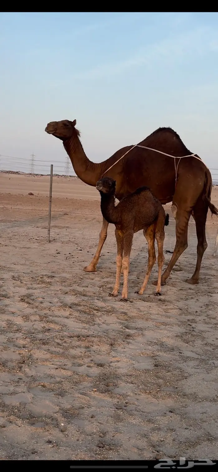 خلفه حمرا بكر حمراء توت (تم البيع) 4