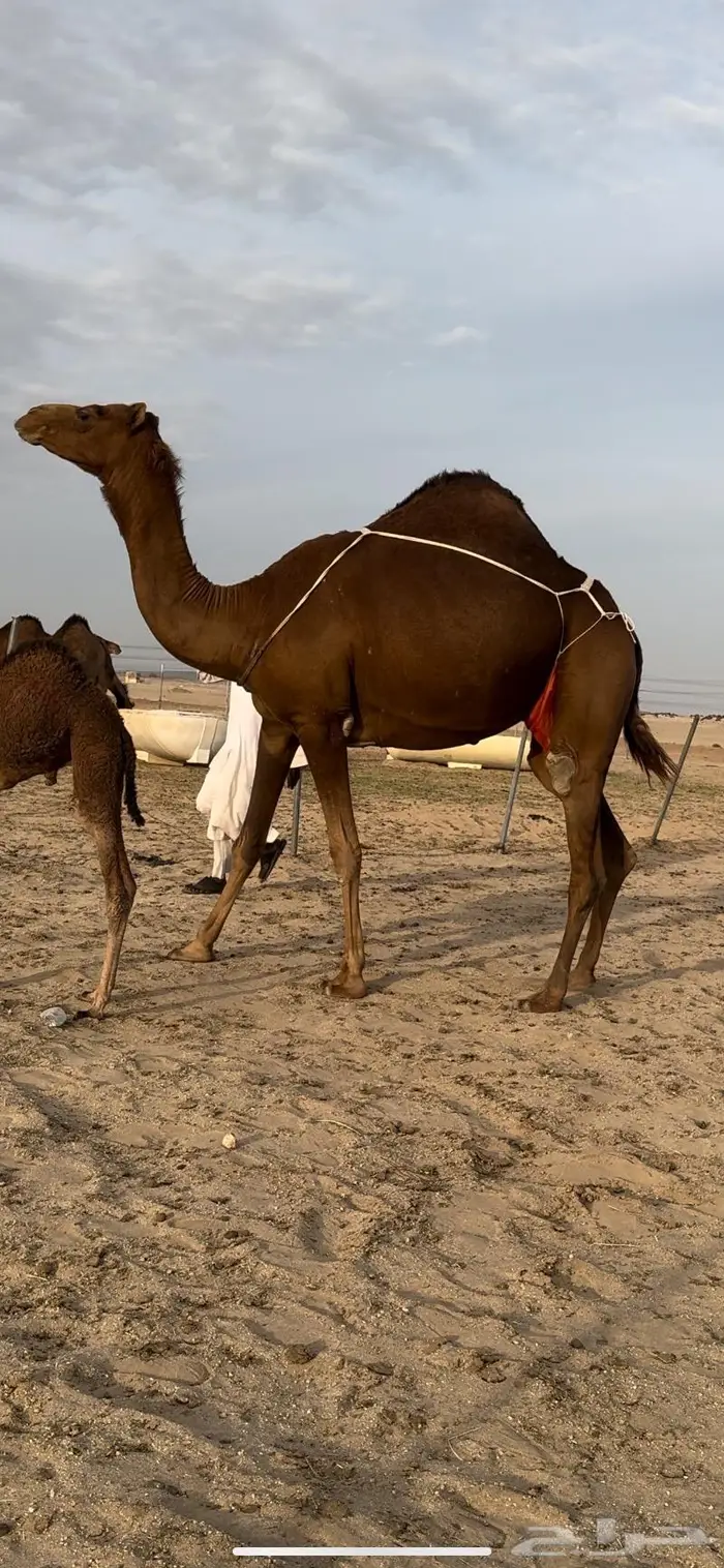 خلفه حمرا بكر حمراء توت (تم البيع) 1