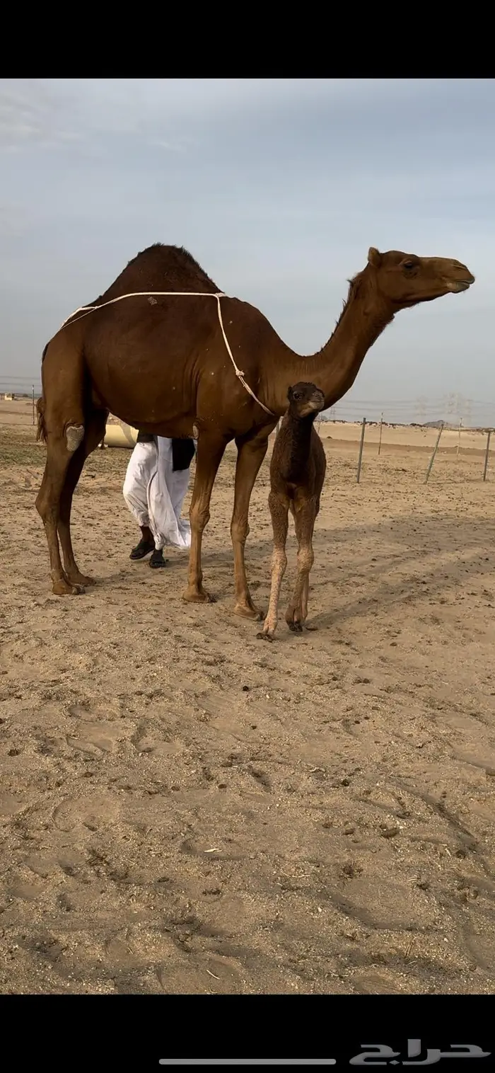 خلفه حمرا بكر حمراء توت (تم البيع) 2