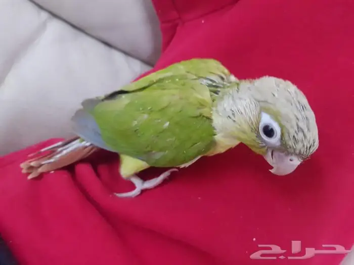 فرخ كنيور مشروع هدد 2