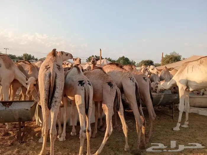 حاشي قعدان مفاريد السعر 2850 0