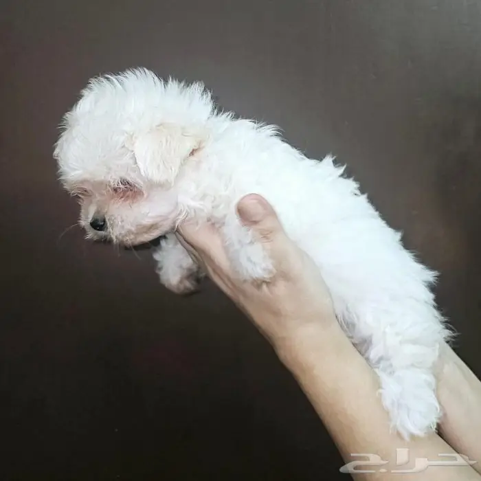Small breeds toy size puppy available for sale 11