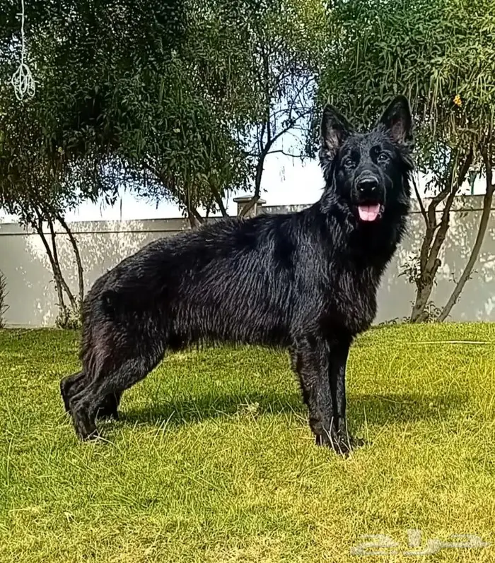 جيرمن شيبرد 3