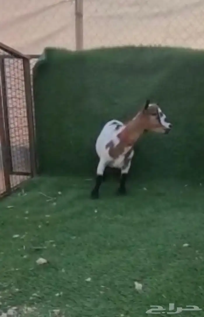 الماعز القزم 8