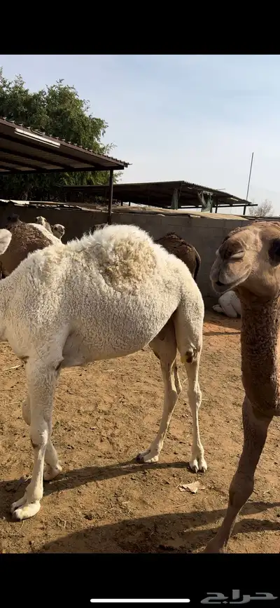 حاشي حشو قعدان للبيع 1