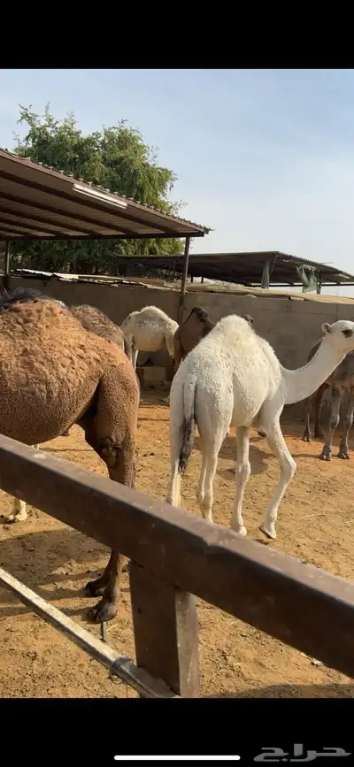 حاشي حشو قعدان للبيع 3