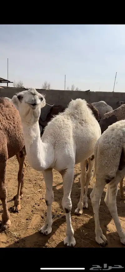 حاشي حشو قعدان للبيع 0