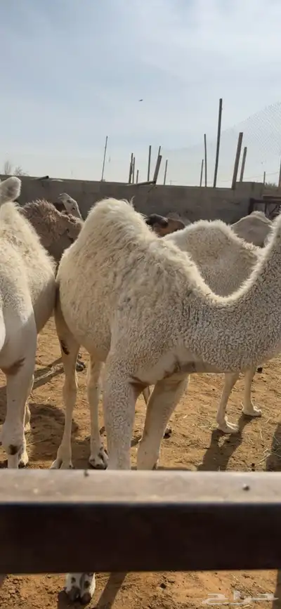 حاشي حشو قعدان للبيع 2