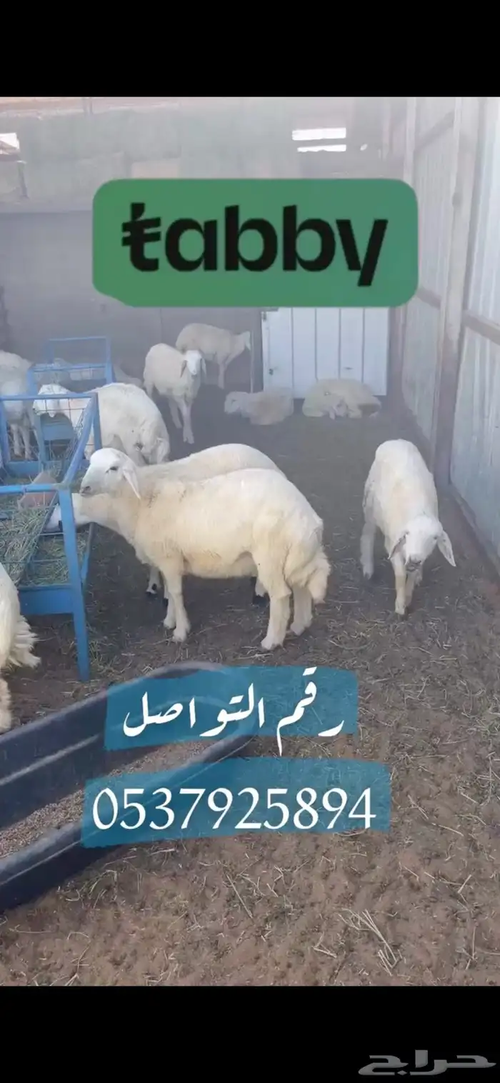 بيع اغنام متوفر تقسيط تابي تقسيط تمارا 3