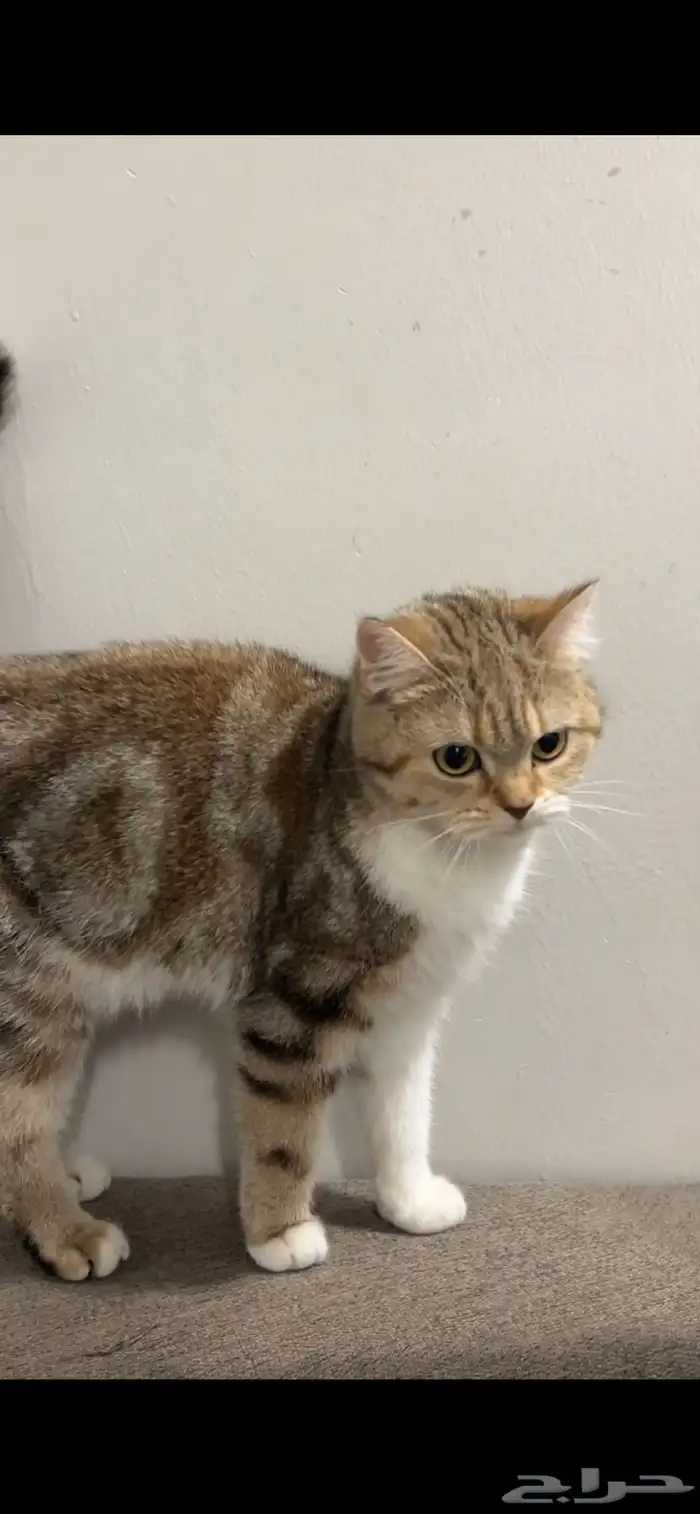 قطه انثى سكوتش ستريت للبيع 2