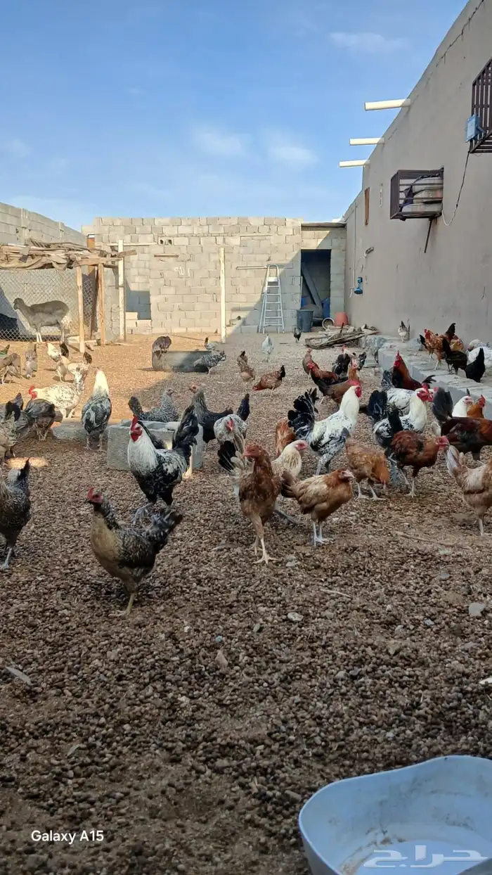 دجاج بلدي 2
