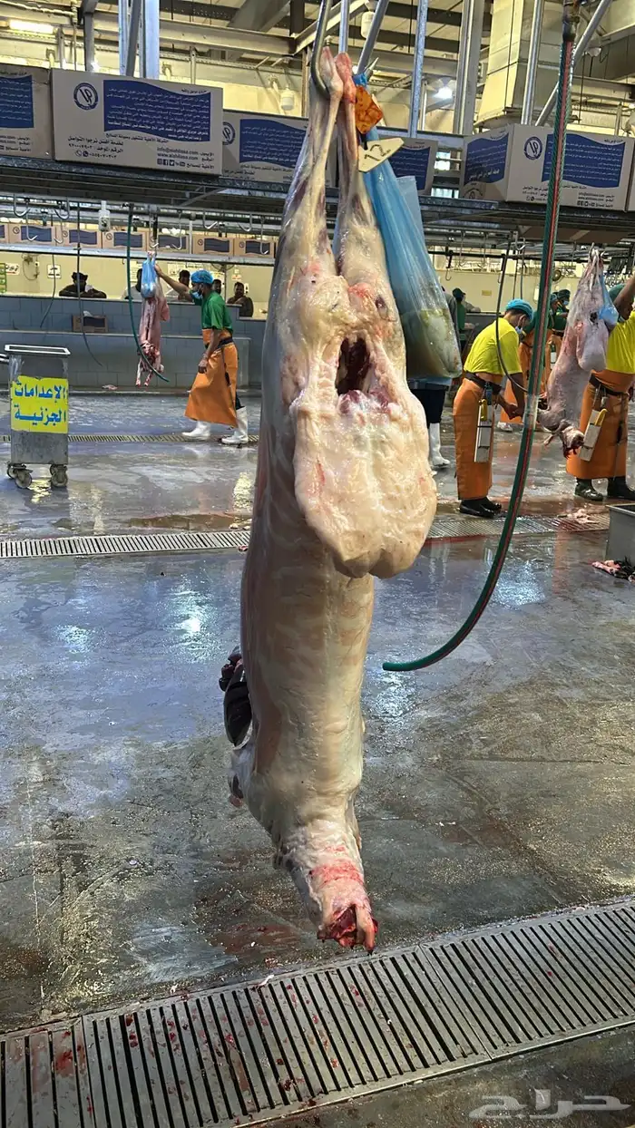 بيع اغنام متوفر تقسيط تابي تقسيط تمارا 2