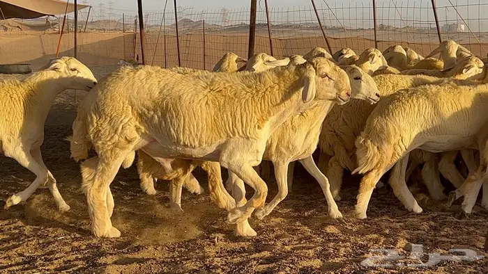 رخال صنف معرفه نادره 43