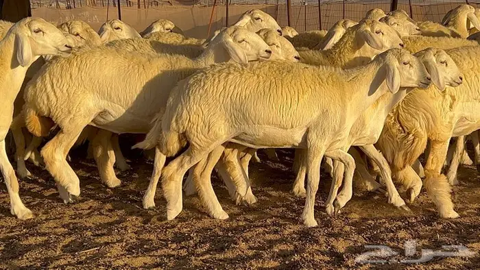 رخال صنف معرفه نادره 39