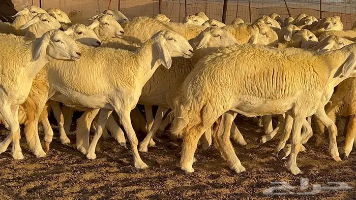 رخال صنف معرفه نادره 42