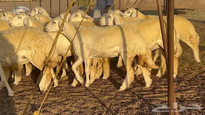 رخال صنف معرفه نادره 45