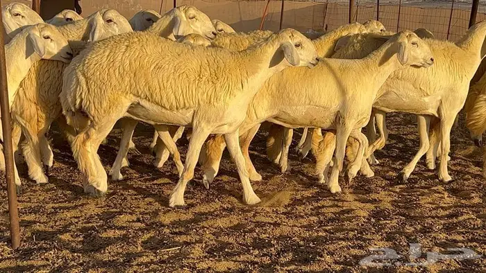 رخال صنف معرفه نادره 40