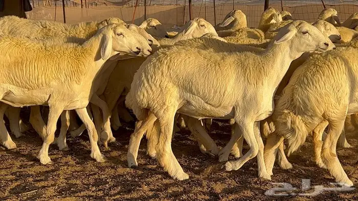رخال صنف معرفه نادره 20