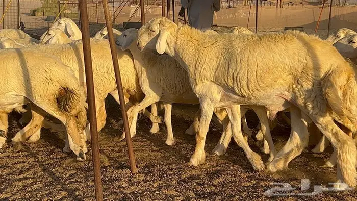رخال صنف معرفه نادره 24