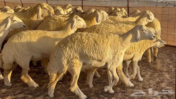 رخال صنف معرفه نادره 33