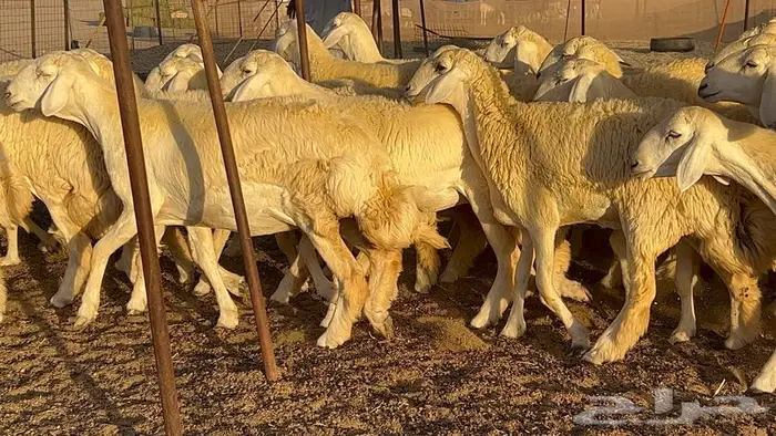 رخال صنف معرفه نادره 27