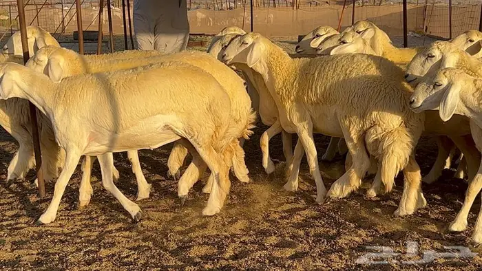 رخال صنف معرفه نادره 28