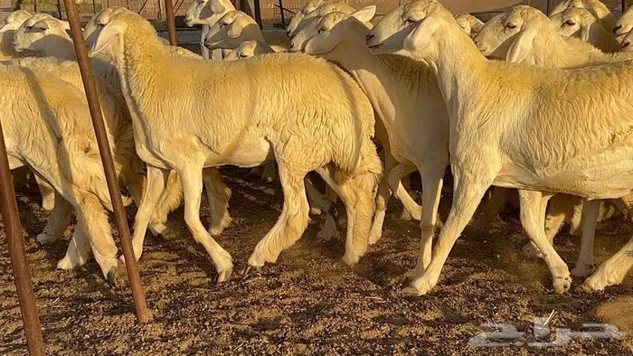 رخال صنف معرفه نادره 25