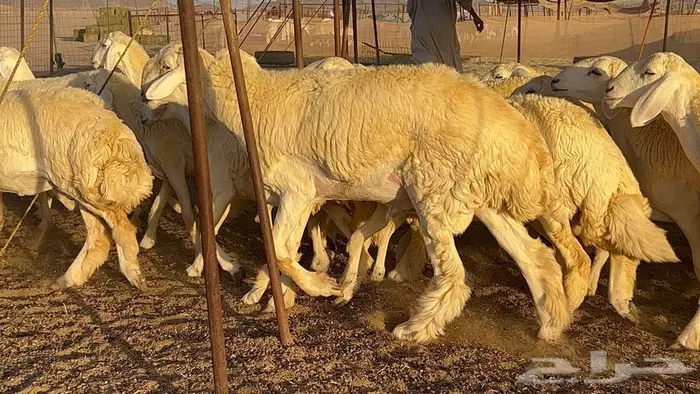 رخال صنف معرفه نادره 23