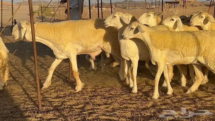 رخال صنف معرفه نادره 32