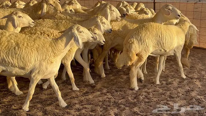 رخال صنف معرفه نادره 34