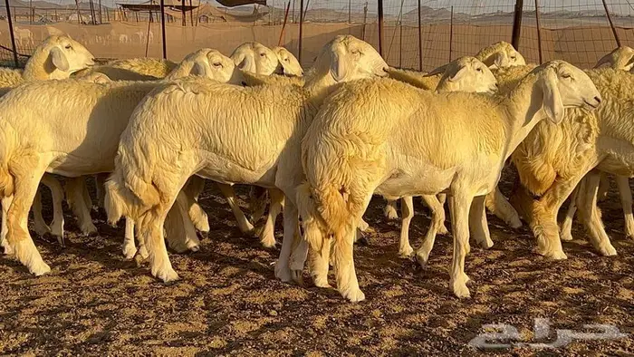 رخال صنف معرفه نادره 29