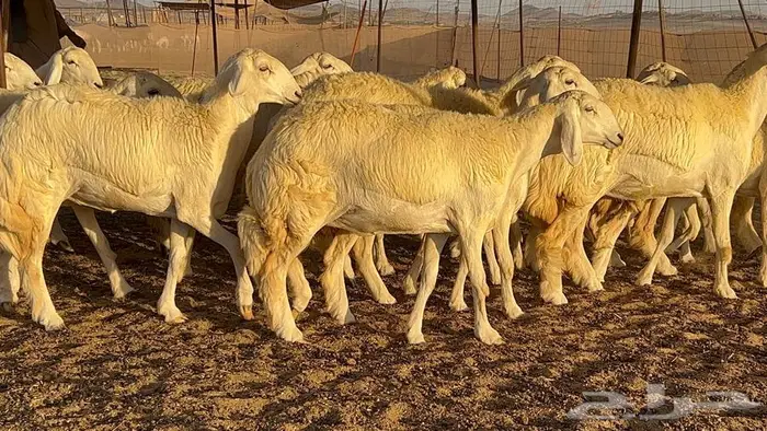 رخال صنف معرفه نادره 30