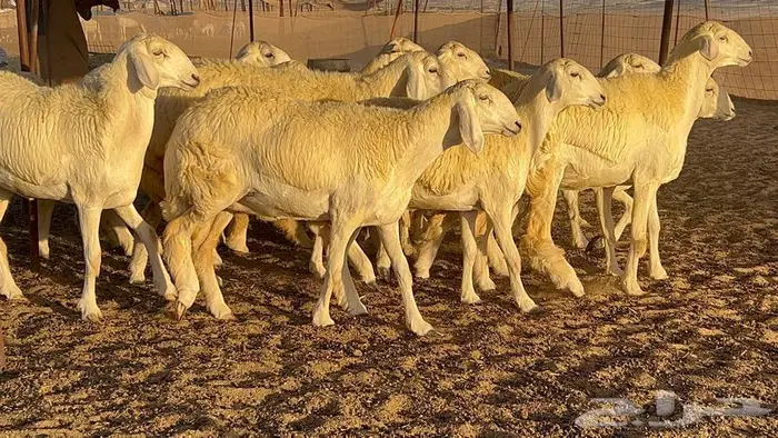 رخال صنف معرفه نادره 31