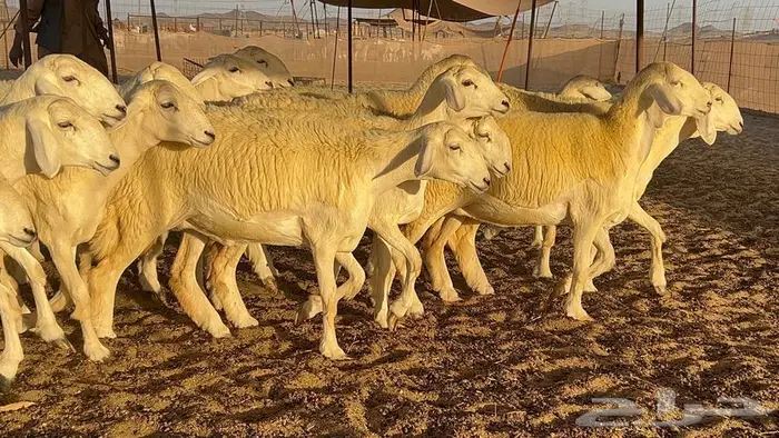 رخال صنف معرفه نادره 36