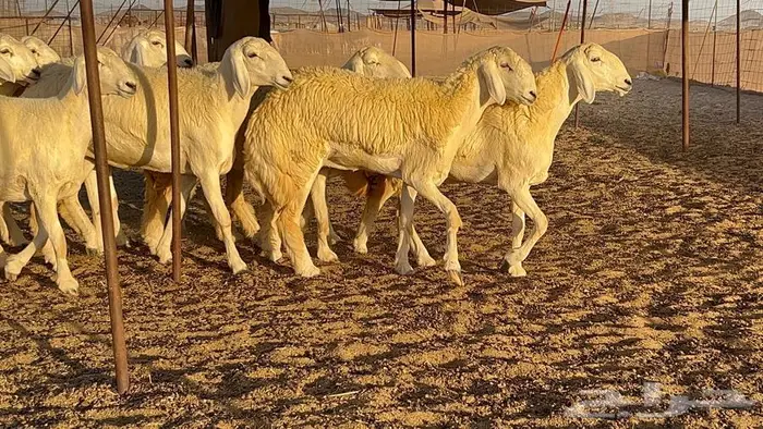 رخال صنف معرفه نادره 26