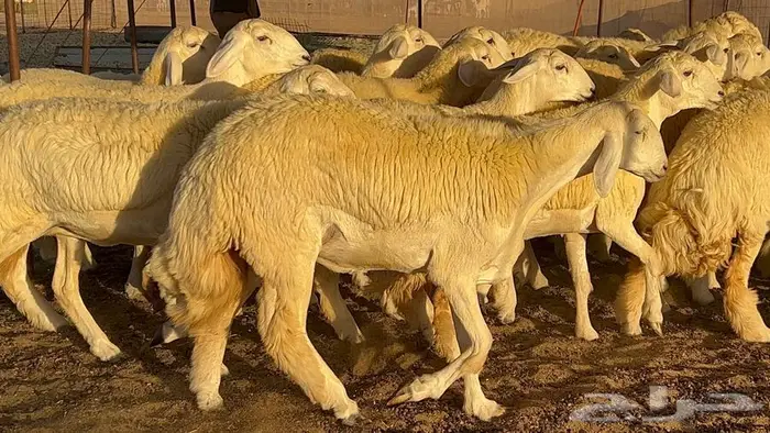 رخال صنف معرفه نادره 4