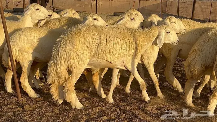 رخال صنف معرفه نادره 16