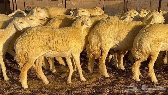 رخال صنف معرفه نادره 13