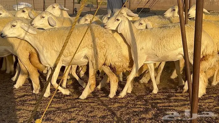 رخال صنف معرفه نادره 3