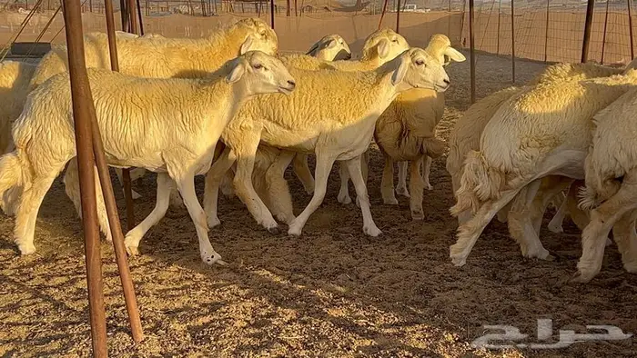 رخال صنف معرفه نادره 2