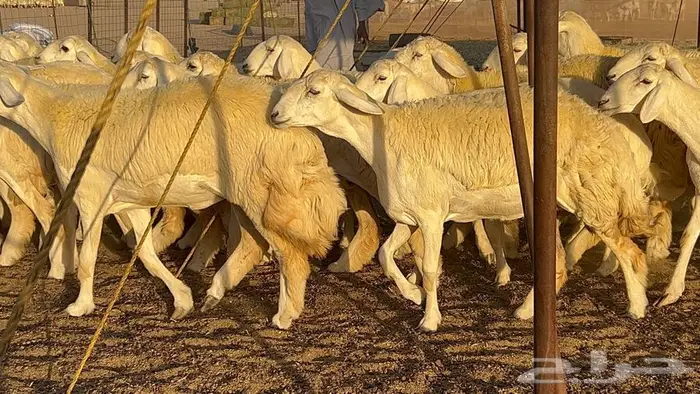 رخال صنف معرفه نادره 5