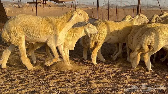 رخال صنف معرفه نادره 0