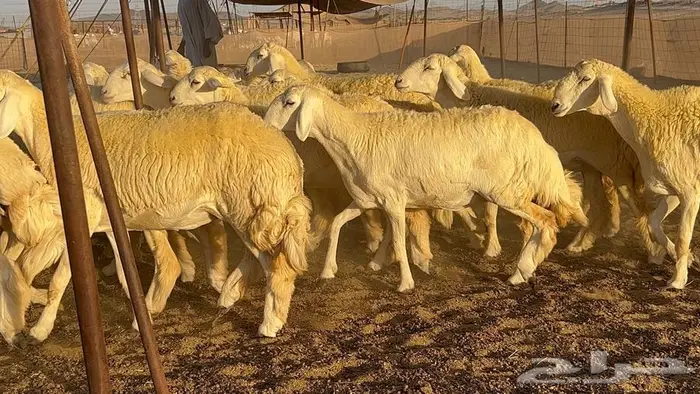 رخال صنف معرفه نادره 12