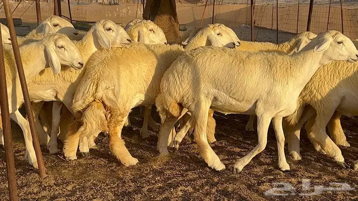 رخال صنف معرفه نادره 18